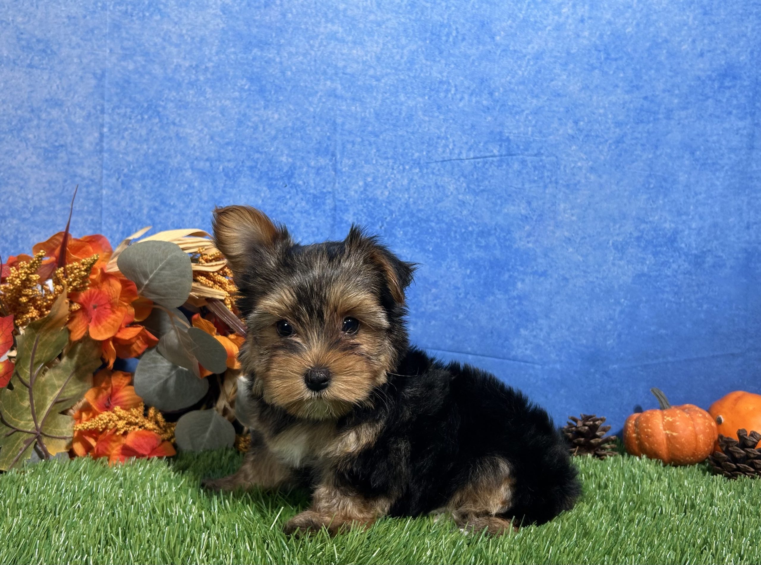 Oliver The Yorkshire Terrier 6 Oliver The Yorkshire Terrier - Image 6