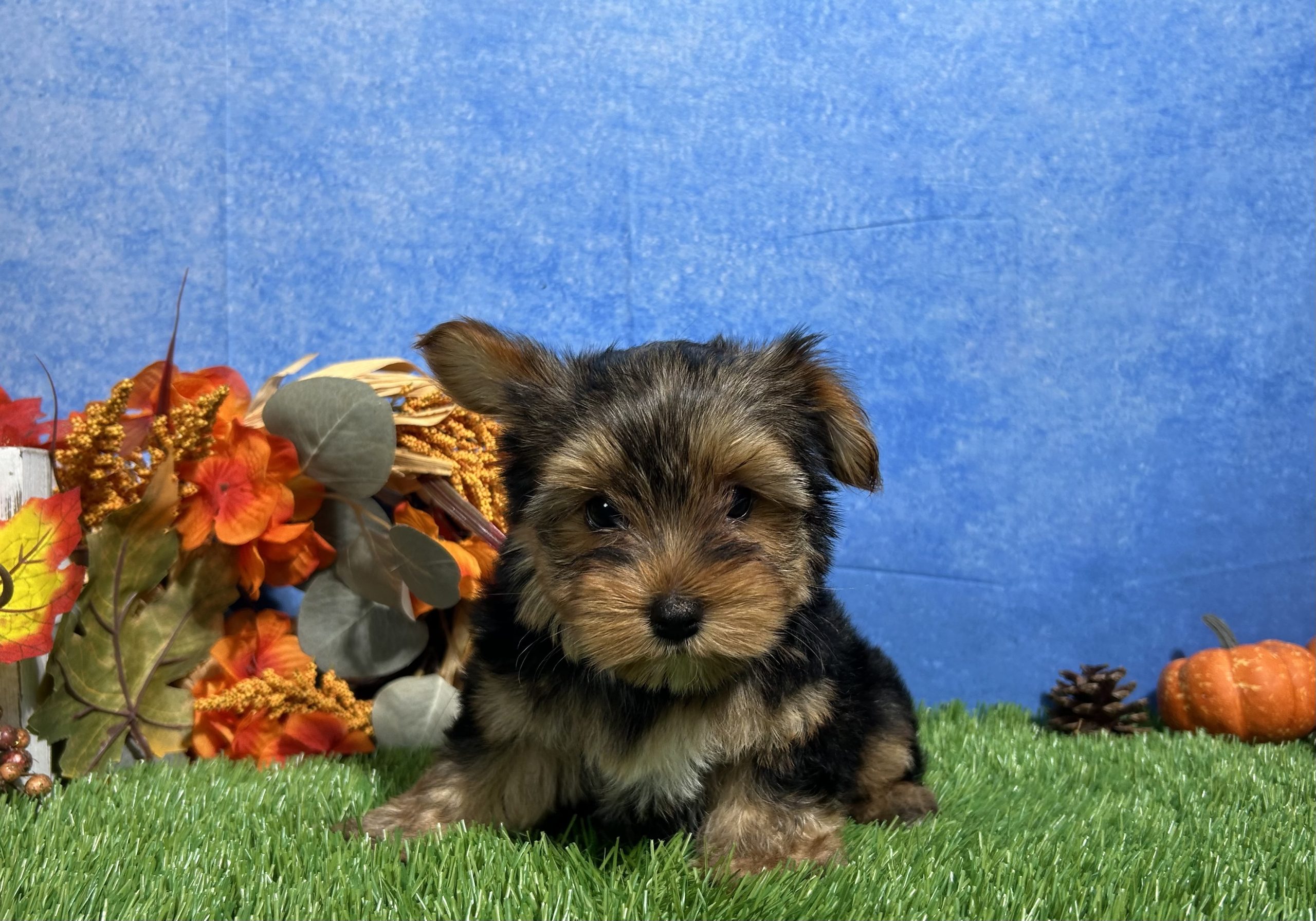 Oliver The Yorkshire Terrier 4 Oliver The Yorkshire Terrier - Image 4