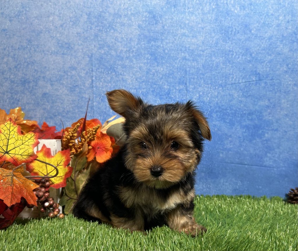 Oliver The Yorkshire Terrier | Puppies Of Indiana