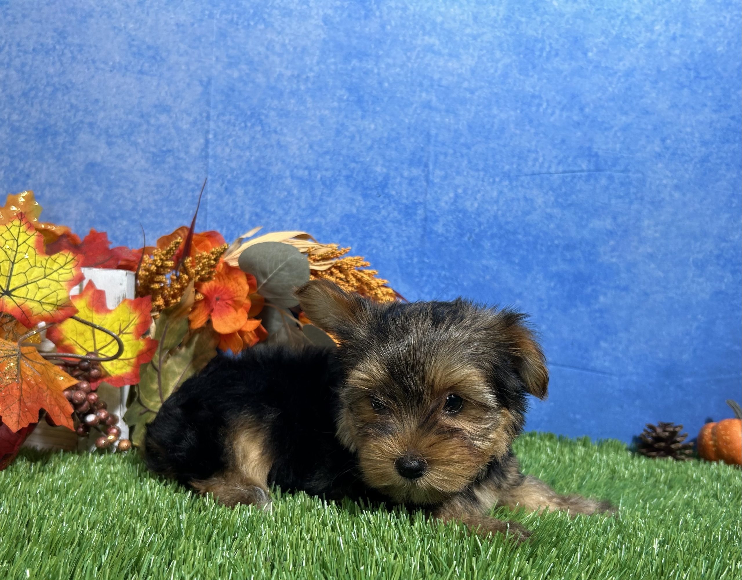 Oliver The Yorkshire Terrier 3 Oliver The Yorkshire Terrier - Image 3