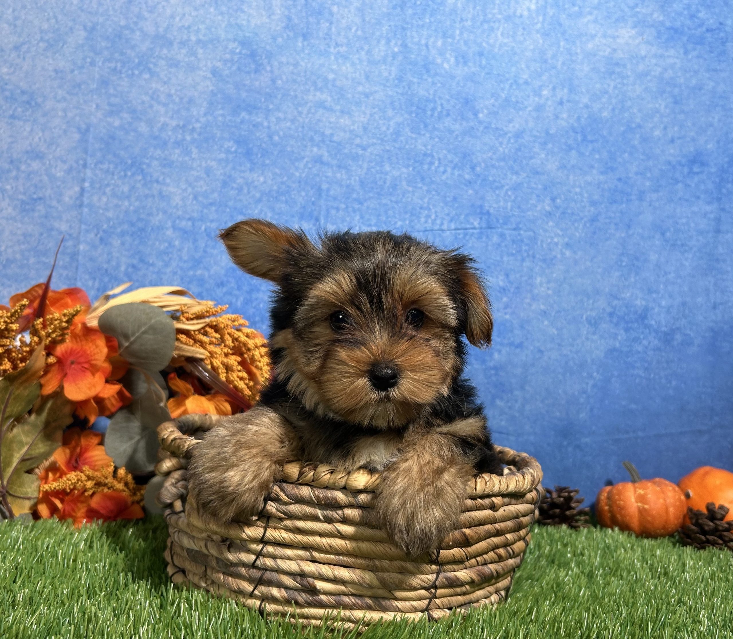 Oliver The Yorkshire Terrier 2 Oliver The Yorkshire Terrier - Image 2