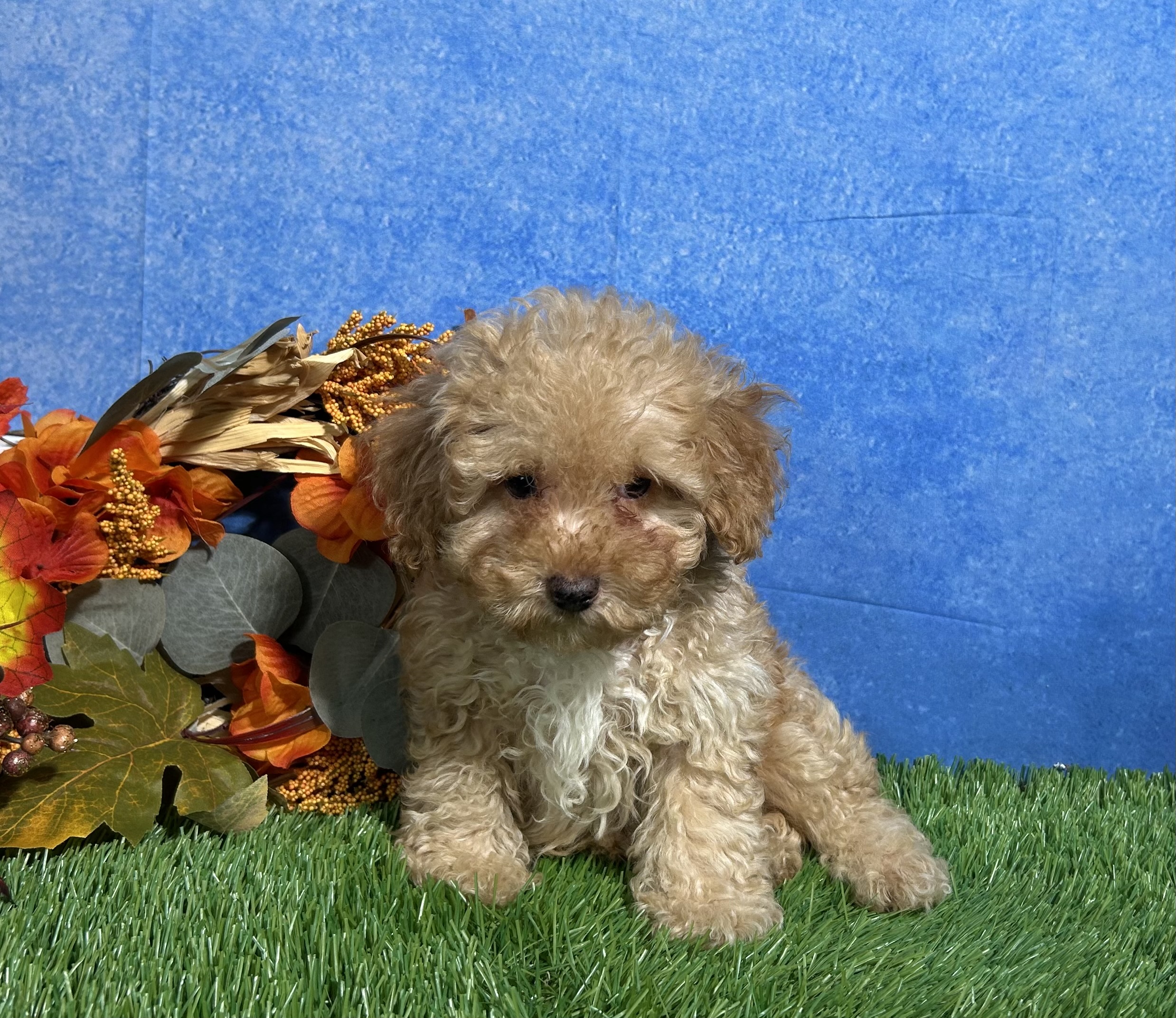 Cooper The Mini Poodle 2 Cooper The Mini Poodle - Image 2