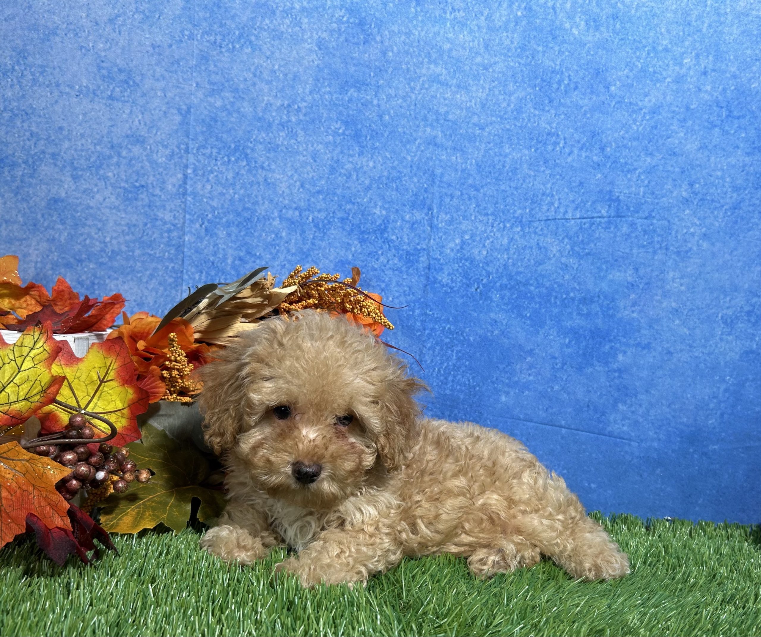 Cooper The Mini Poodle 3 Cooper The Mini Poodle - Image 3