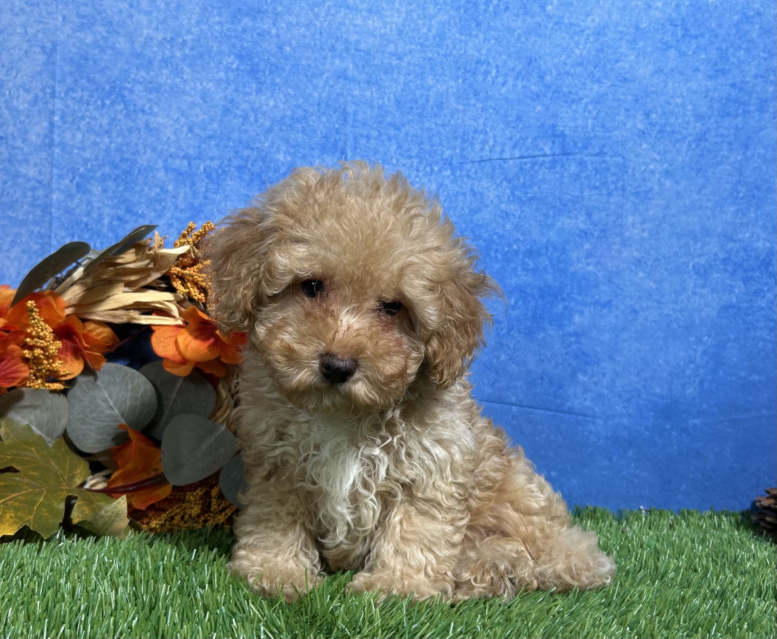 Cooper The Mini Poodle 4 Cooper The Mini Poodle - Image 4