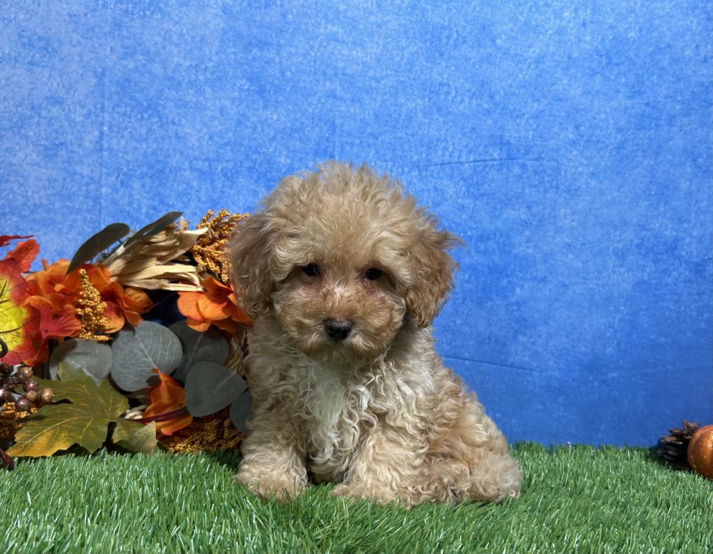 Cooper, Mini Poodle puppy
