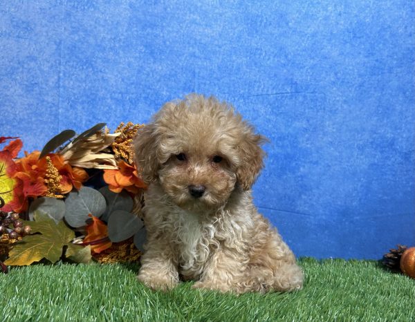 Cooper, Mini Poodle puppy