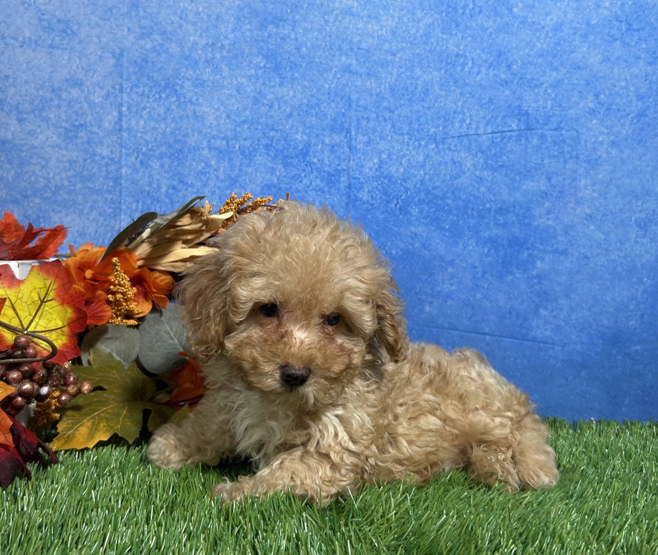 Cooper The Mini Poodle 6 Cooper The Mini Poodle - Image 6