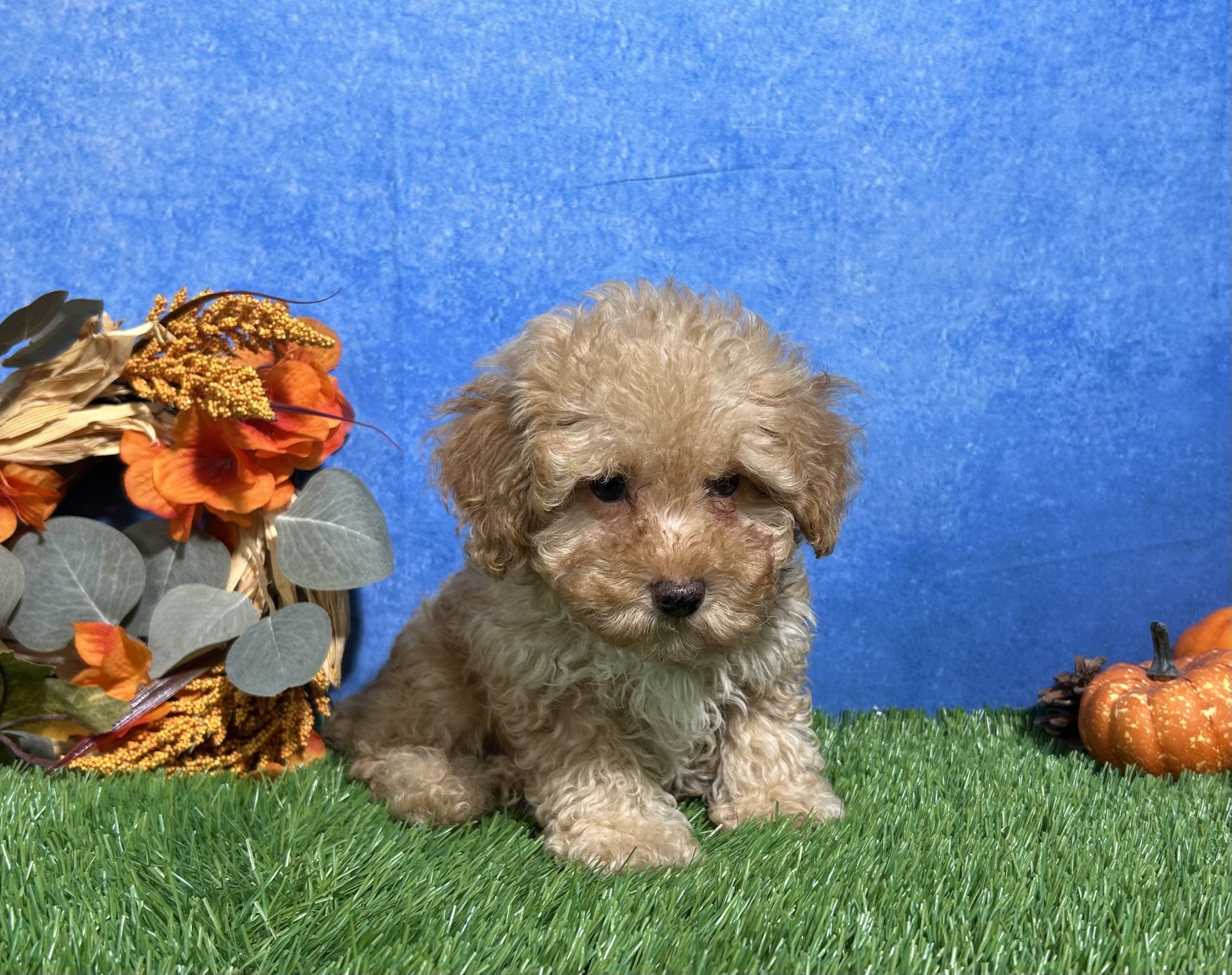 Cooper The Mini Poodle 5 Cooper The Mini Poodle - Image 5