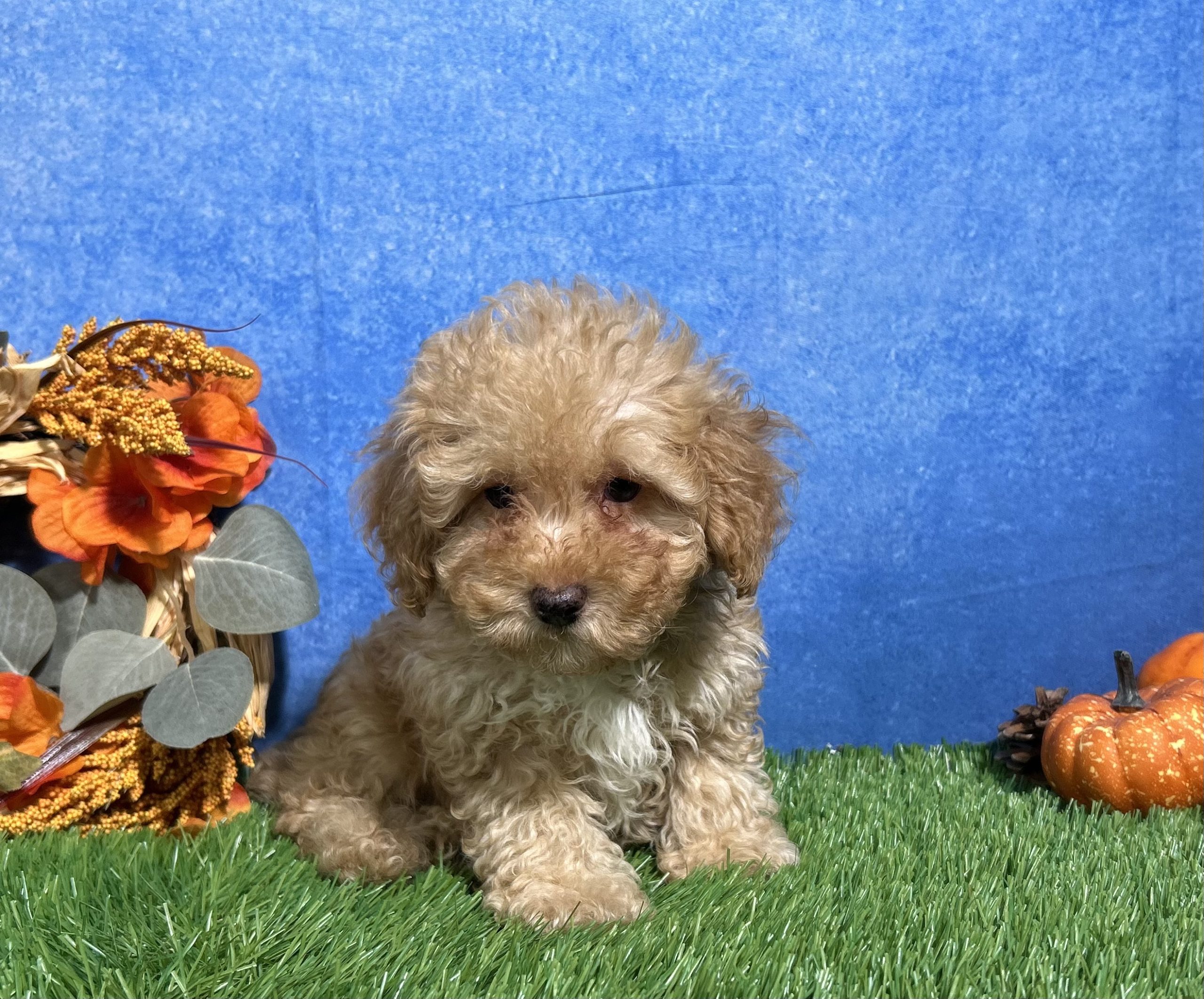 Cooper The Mini Poodle 7 Cooper The Mini Poodle - Image 7