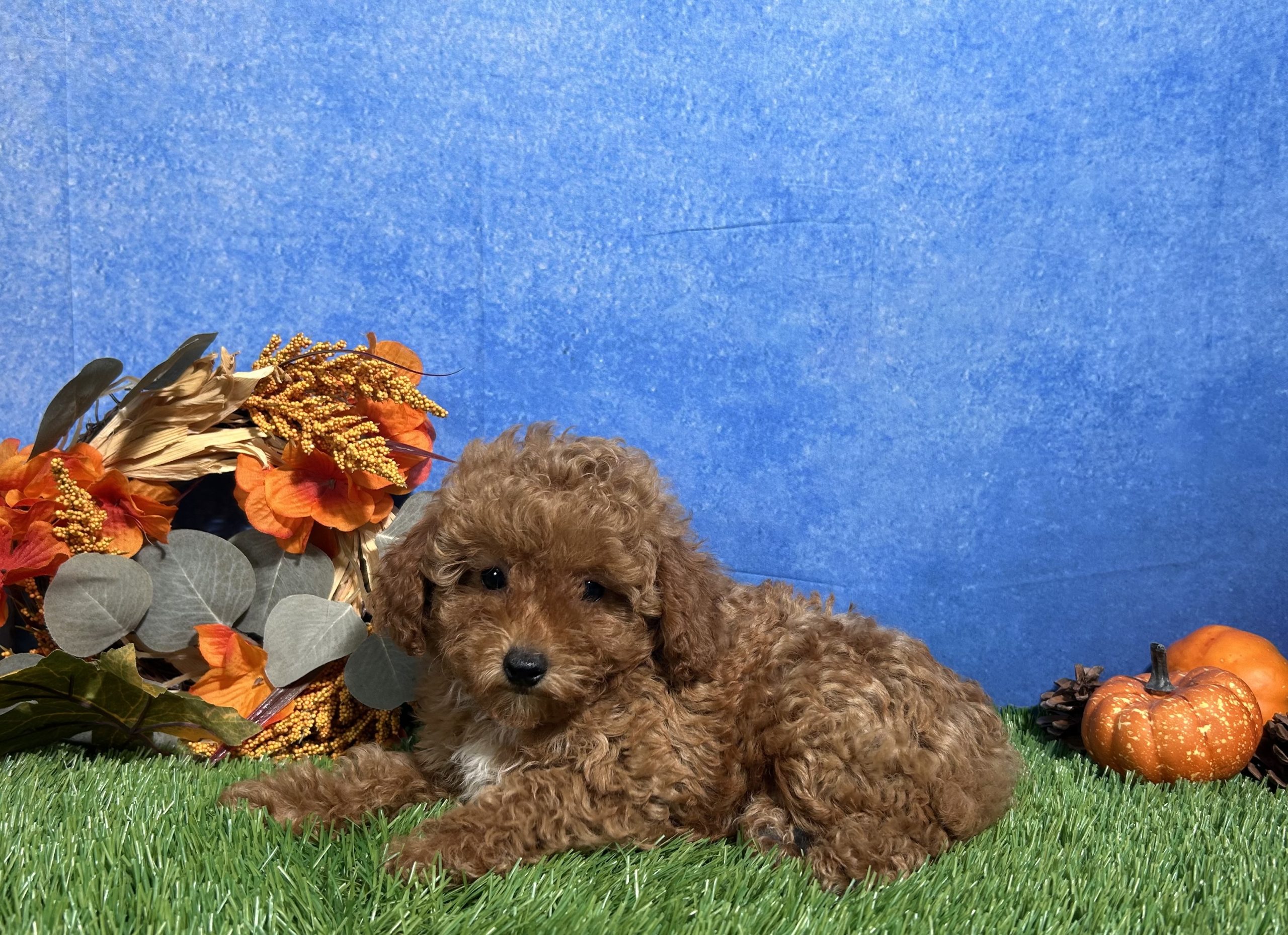 Ames The Toy Poodle 2 Ames The Toy Poodle - Image 2