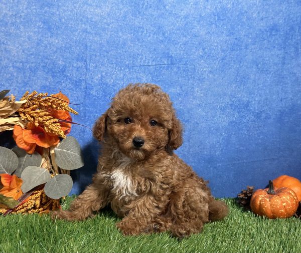 Ames, Toy Poodle puppy