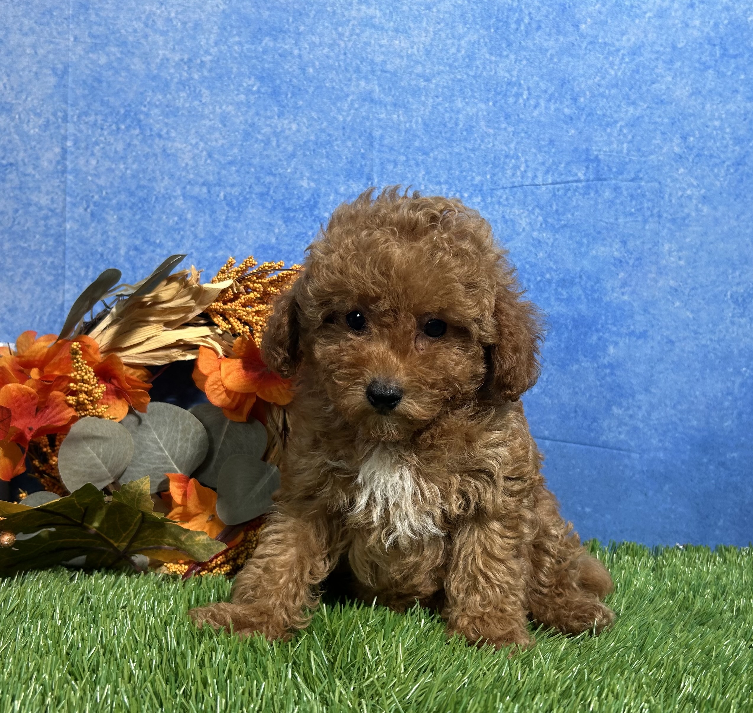 Ames The Toy Poodle 3 Ames The Toy Poodle - Image 3