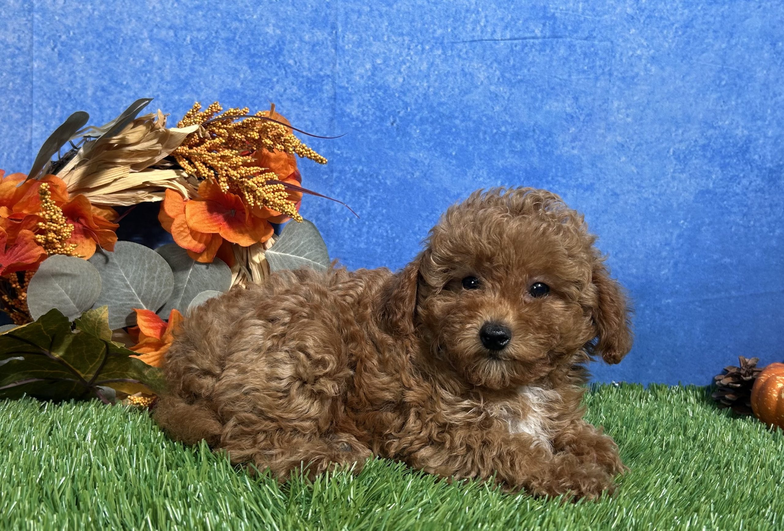 Ames The Toy Poodle 4 Ames The Toy Poodle - Image 4