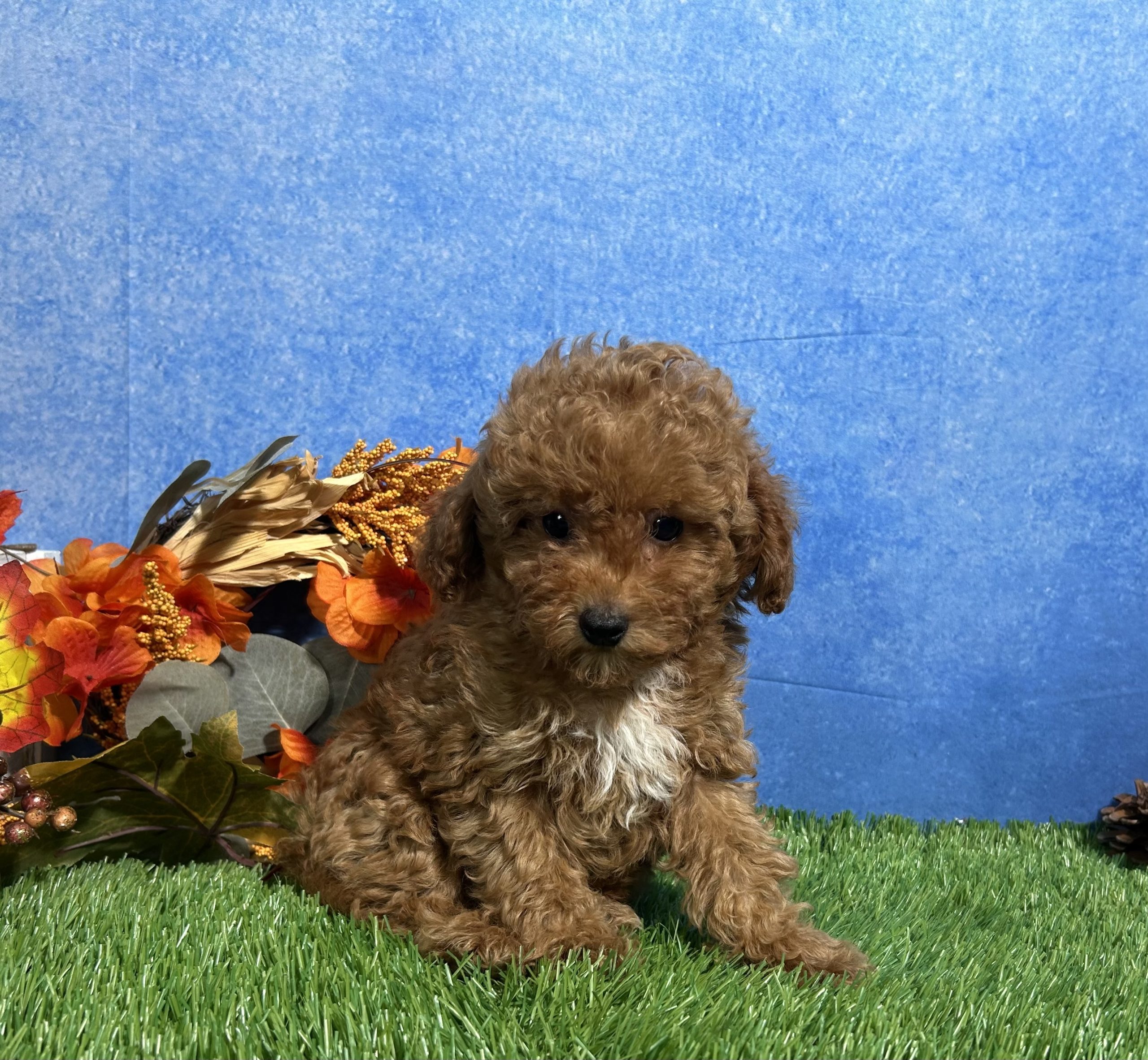 Ames The Toy Poodle 5 Ames The Toy Poodle - Image 5
