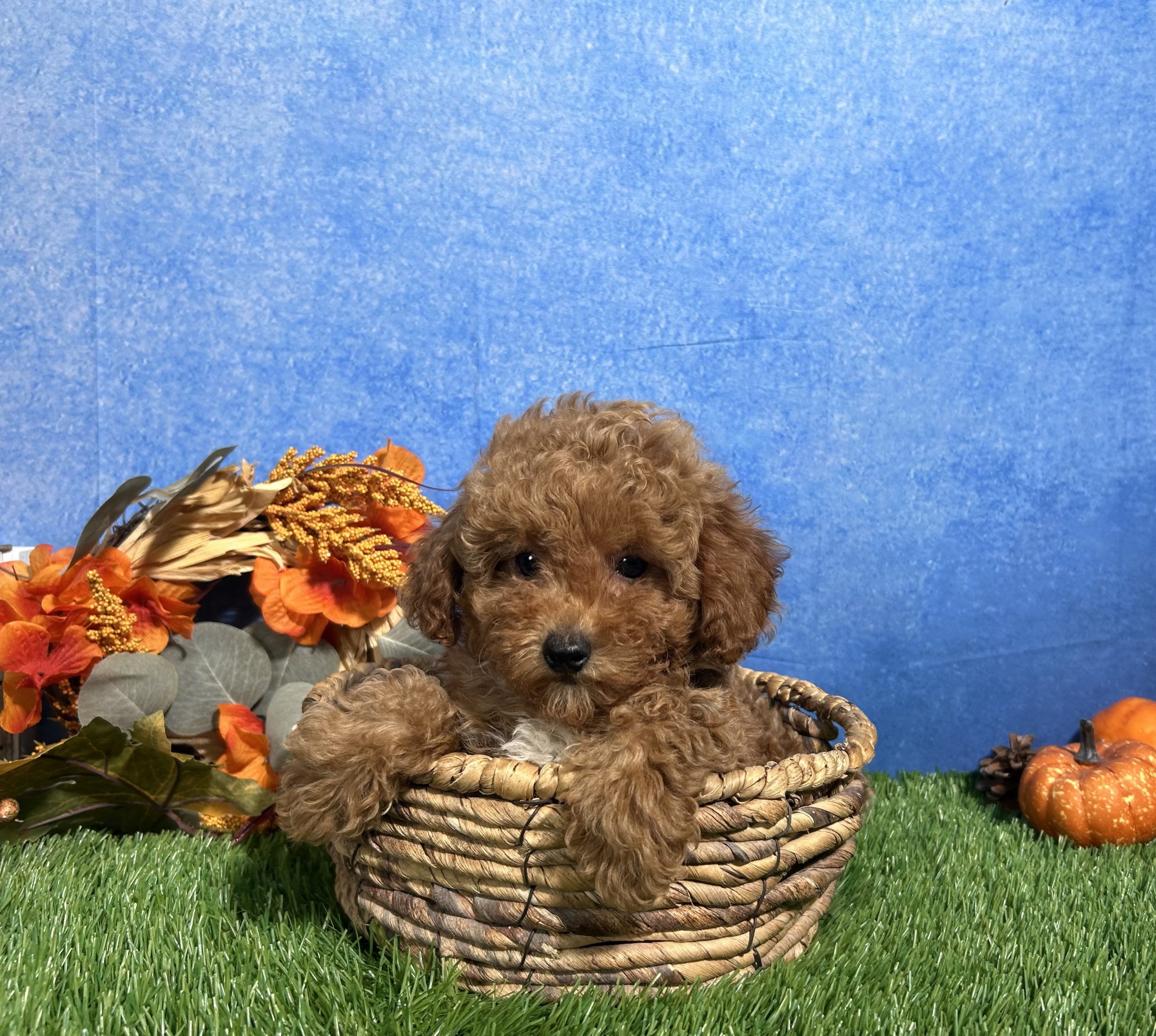 Ames The Toy Poodle 6 Ames The Toy Poodle - Image 6