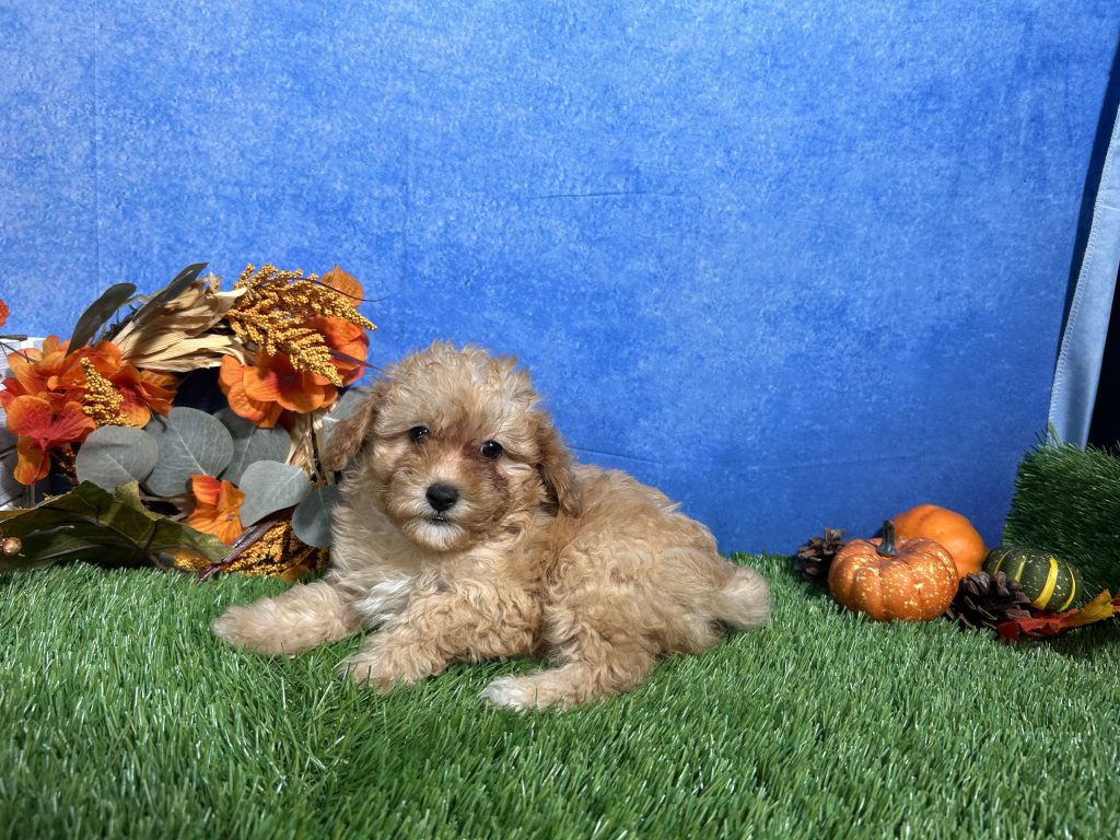 Macie, Mini Poodle puppy
