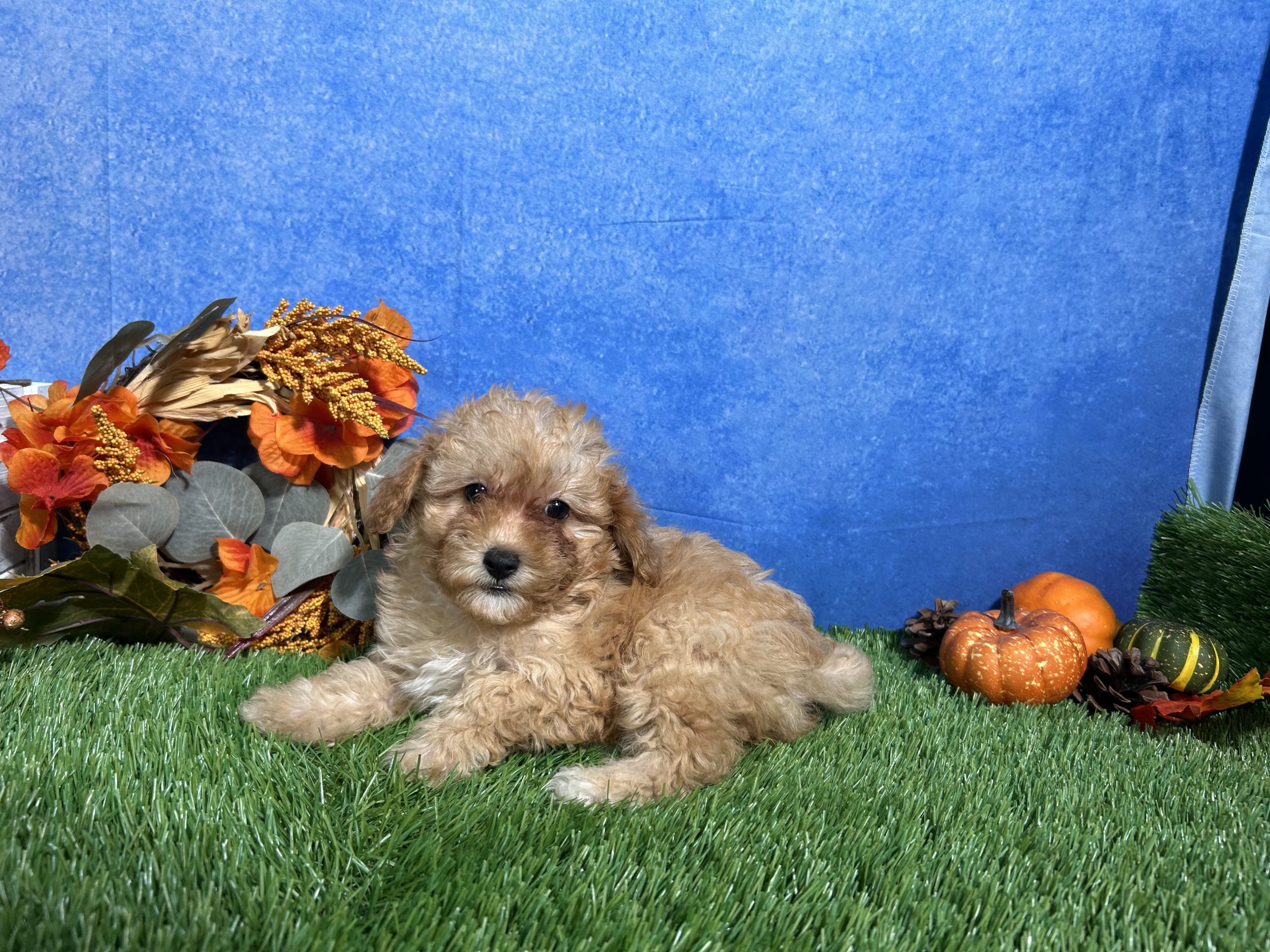 Macie The Mini Poodle 1 Macie The Mini Poodle
