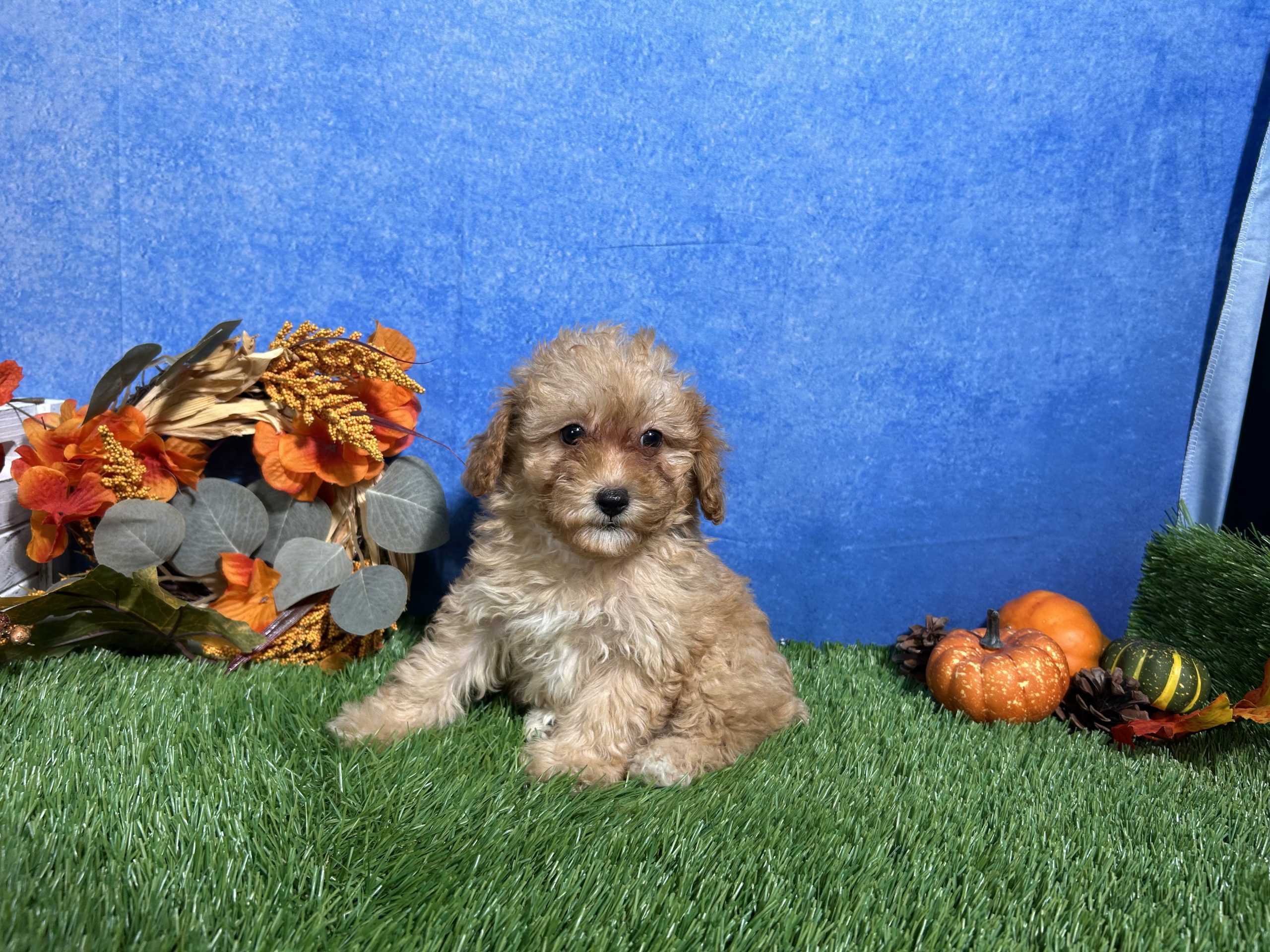 Macie The Mini Poodle 3 Macie The Mini Poodle - Image 3