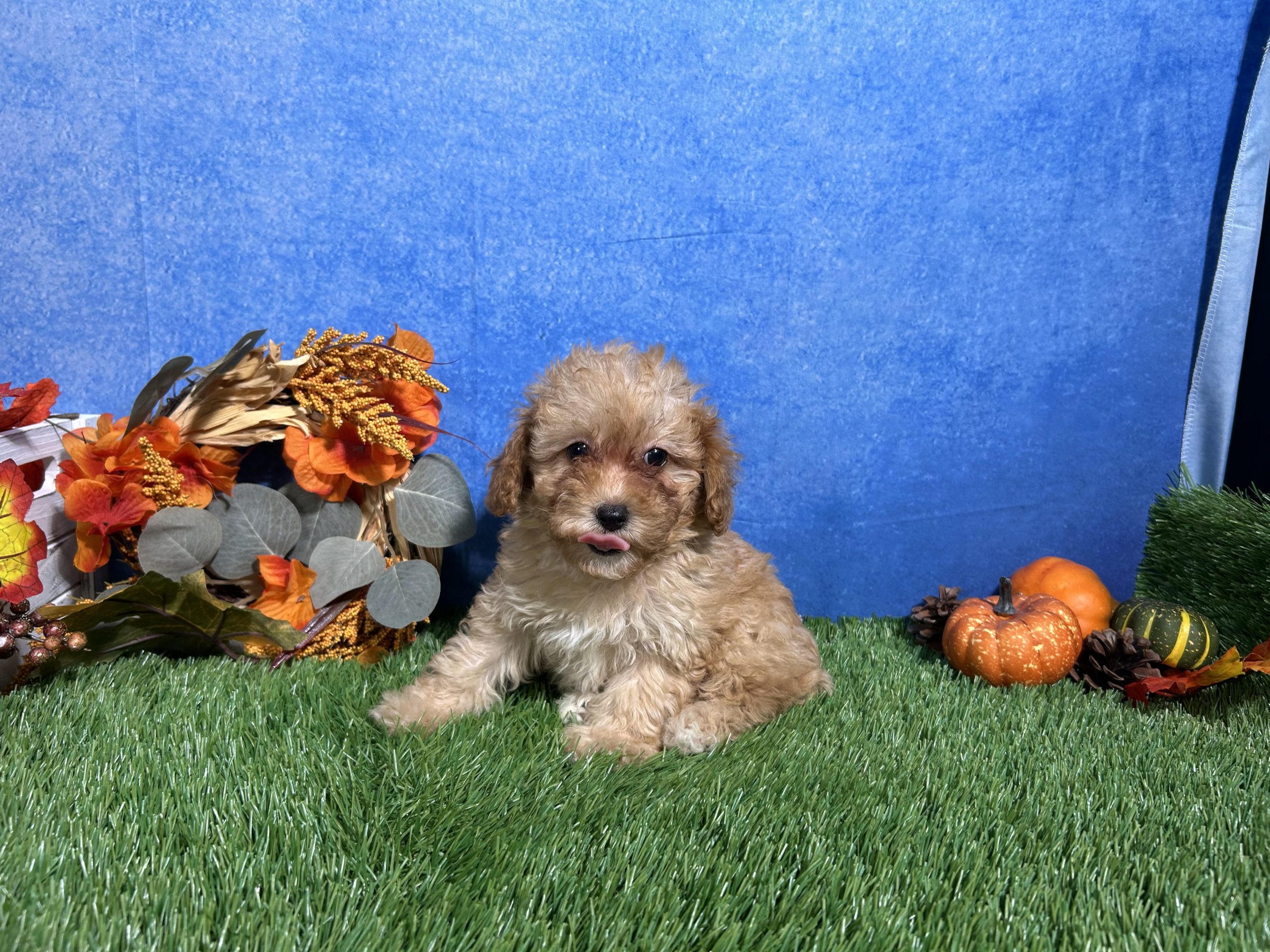 Macie The Mini Poodle 2 Macie The Mini Poodle - Image 2