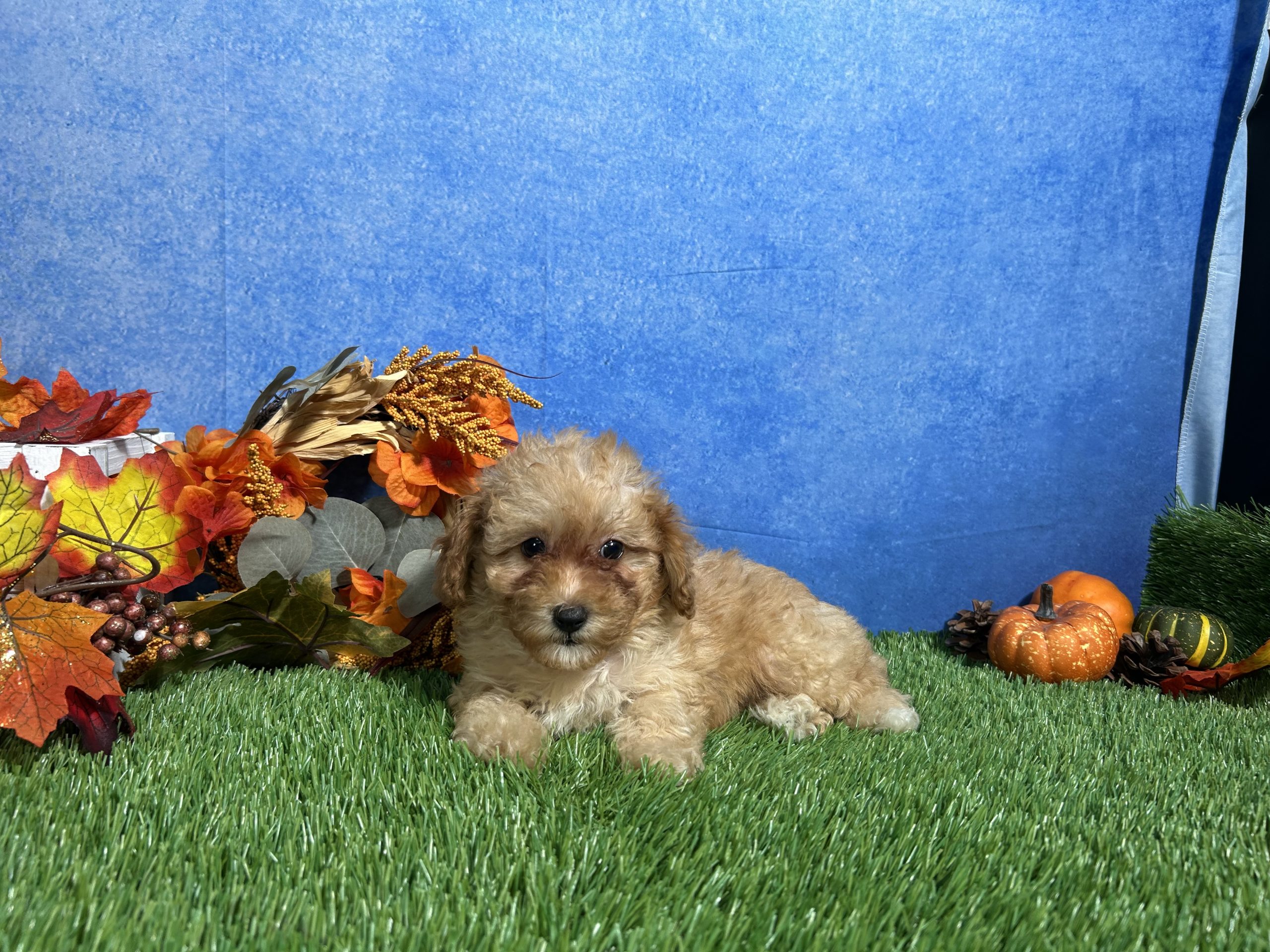 Macie The Mini Poodle 4 Macie The Mini Poodle - Image 4