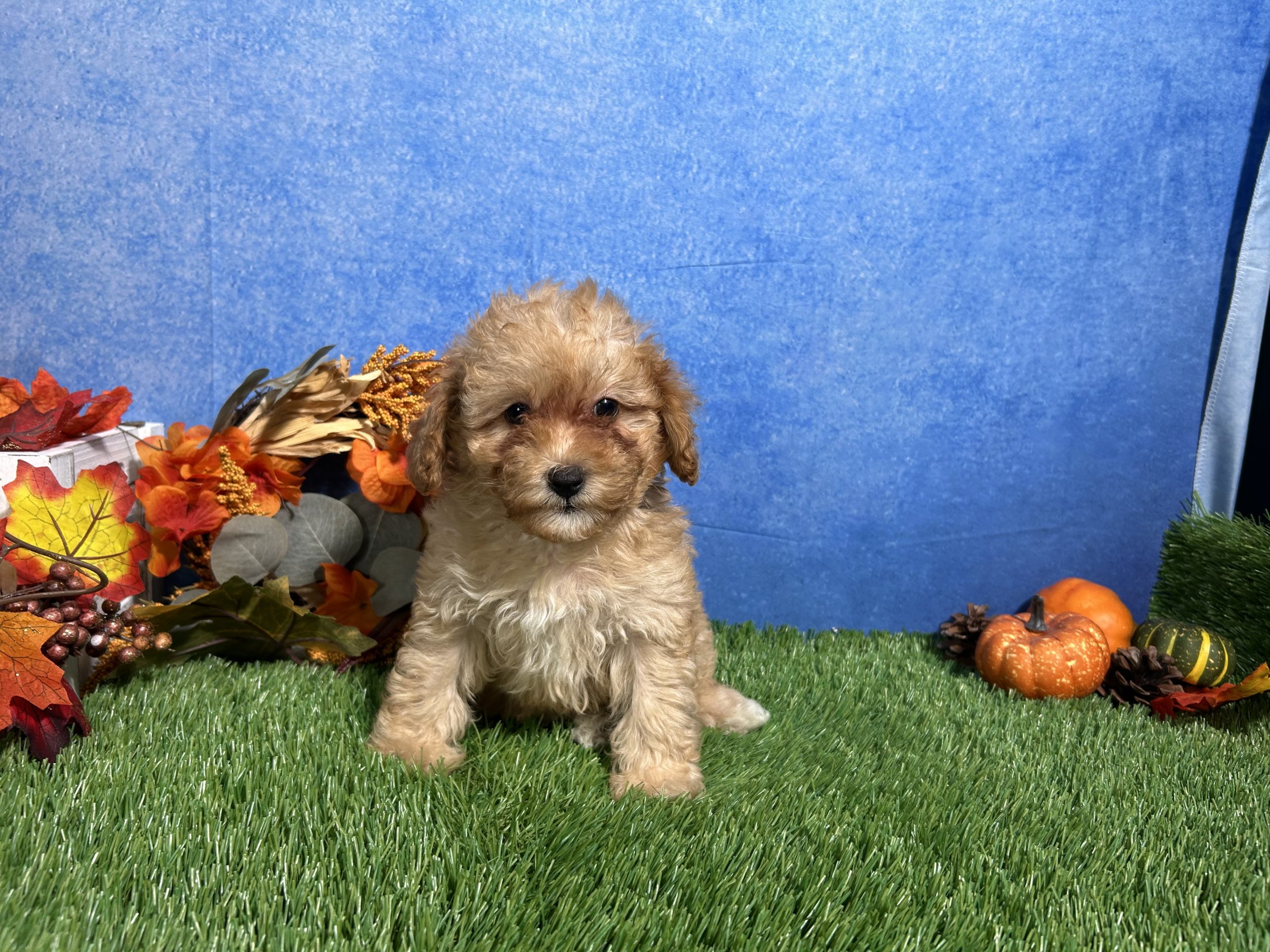 Macie The Mini Poodle 5 Macie The Mini Poodle - Image 5