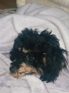 Genesis The Puppy