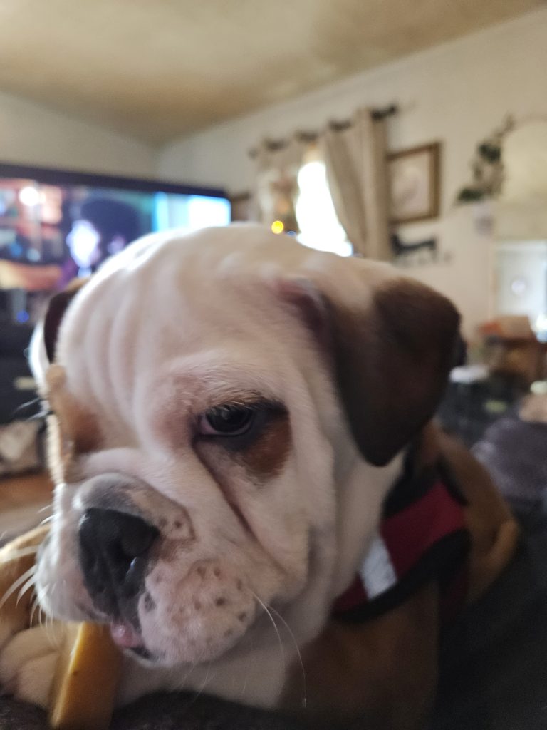Niko The Bulldog Review