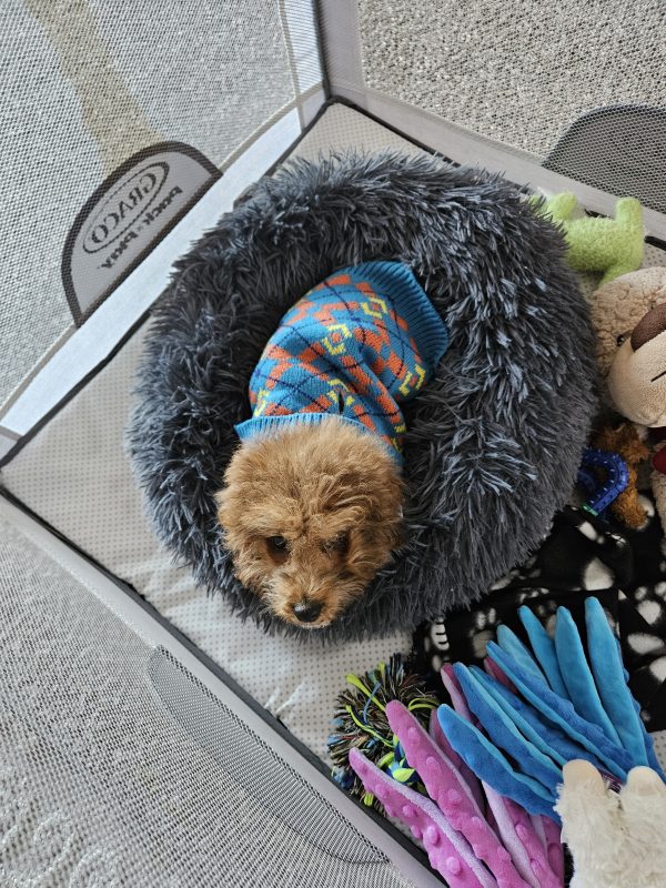 Dakota The Puppy