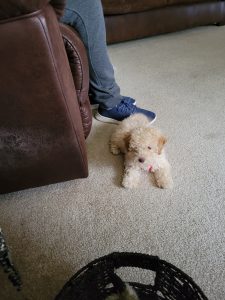 Tux The Puppy