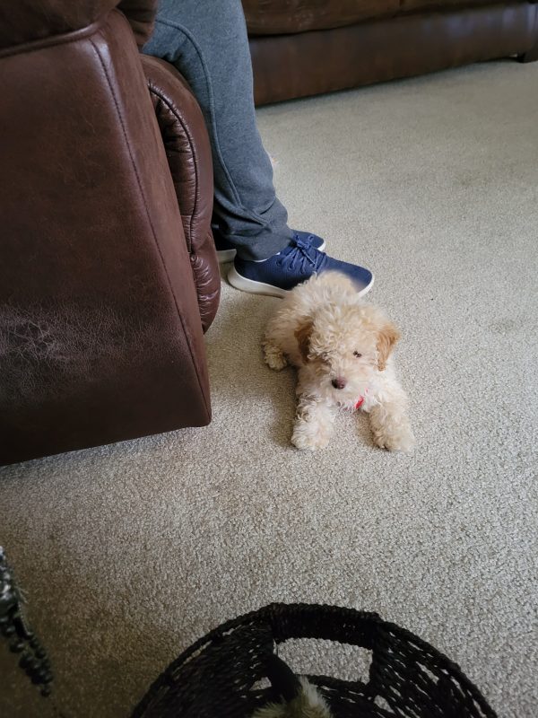 Tux The Puppy