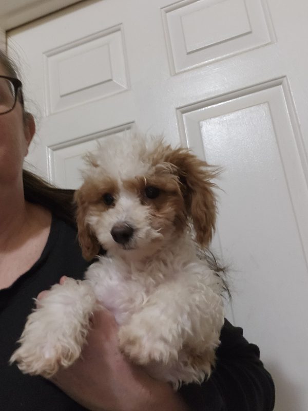 Spark The Puppy