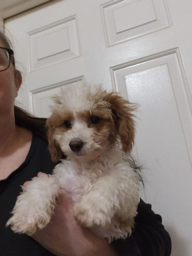 Spark The Puppy