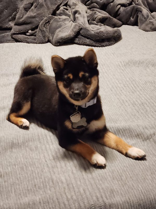 Lilly The Puppy Review