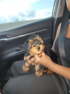 Arlo The Puppy On a Car Ride