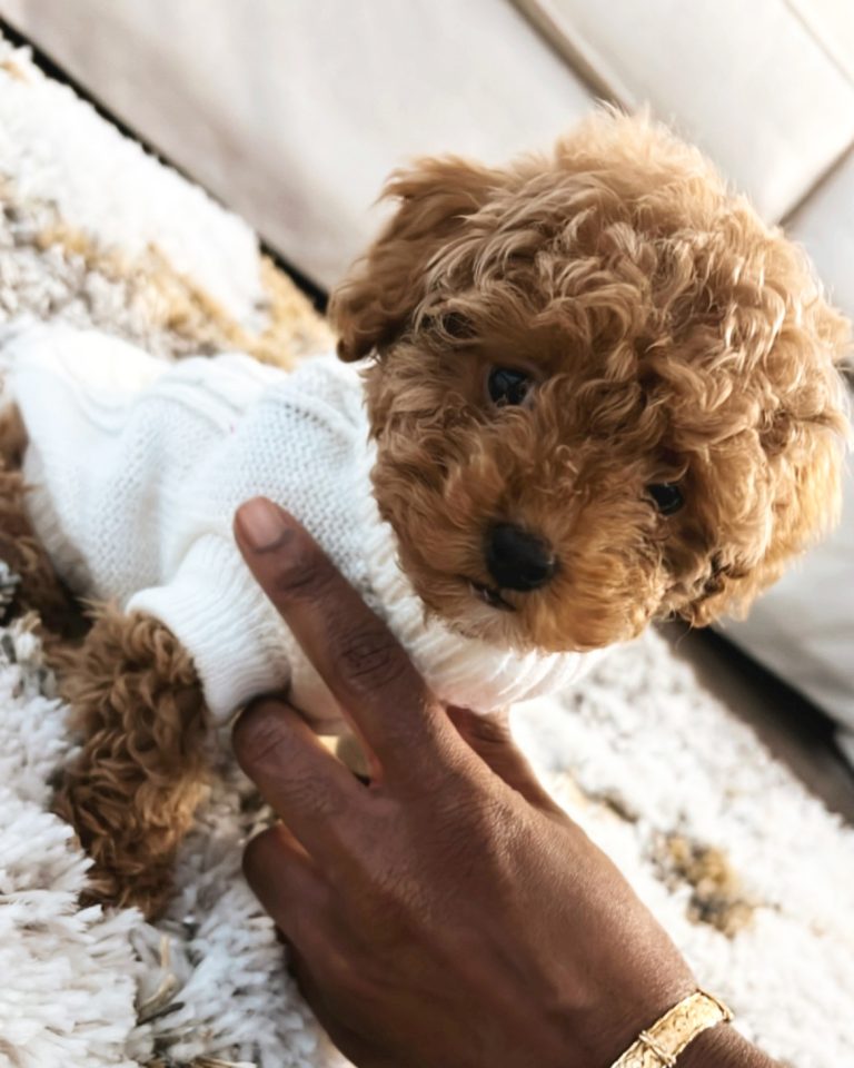 Akeeia The Puppy