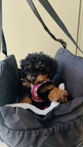 Genesis The Puppy