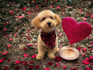 Dash The Puppy Review