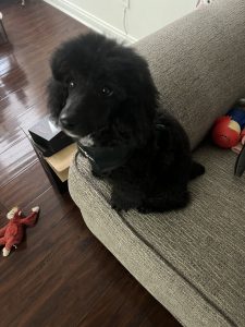 Smokey The Poodle Review