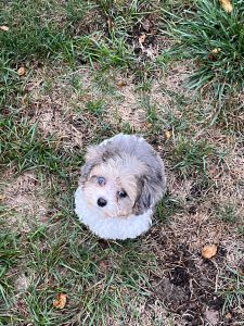 Layla The Baby Maltipoo