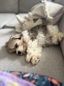 Layla The Baby Maltipoo