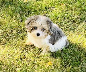 Layla The Baby Maltipoo
