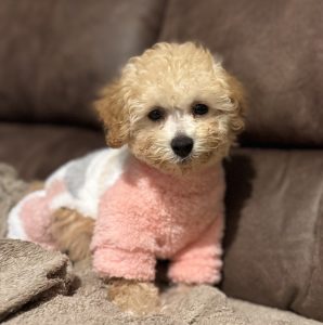 Izza The Mini Poodle
