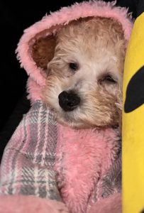 Izza The Mini Poodle