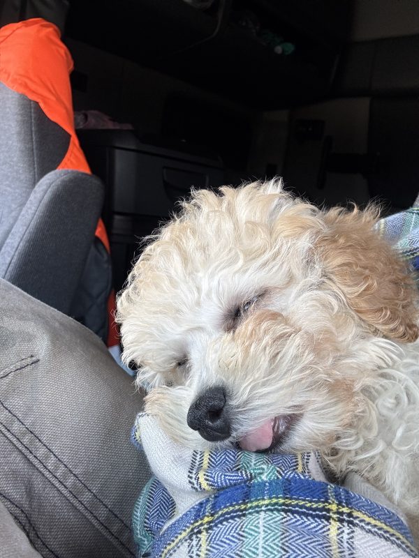 Izza The Mini Poodle