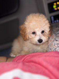 Izza The Mini Poodle