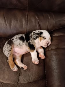 Jagger The Beabull Puppy Sleeping On The Couch