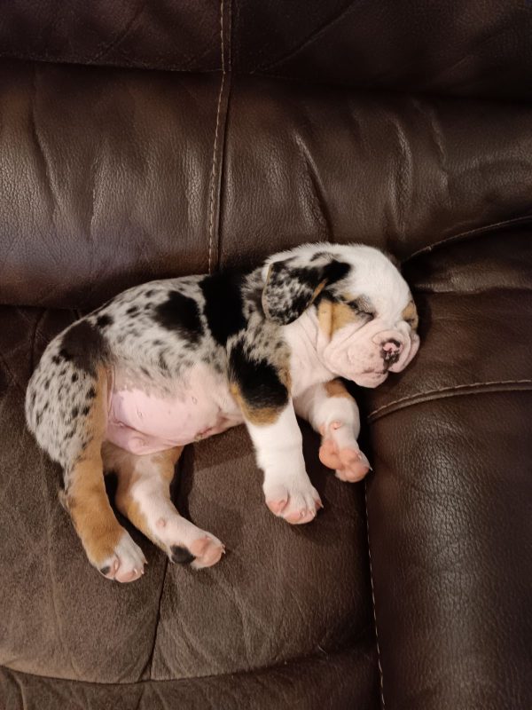 Jagger The Beabull Puppy Sleeping On The Couch