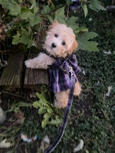The Melody Maltipoo Puppy