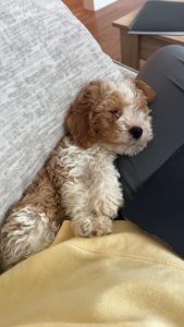 Waffles The Dog sleeping while laying on the couch
