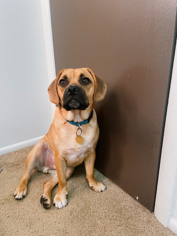 Wallace The Puggle